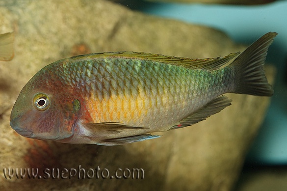 Tropheus moorii 'Chilambo'